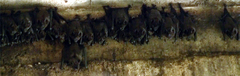 Phyllostomus hastatus