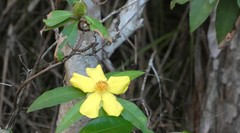 Hibbertia scandens