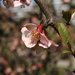 Tibetan Quince - Photo (c) Sten Porse, some rights reserved (CC BY-SA)