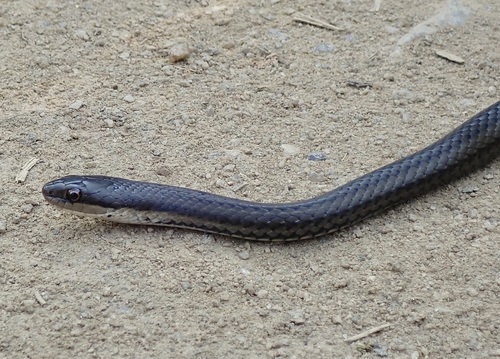 Photo of a Six-lined Water Snake (Liopholidophis sexlineatus)