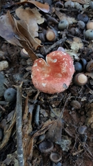 Russula silvicola
