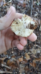 Russula silvicola
