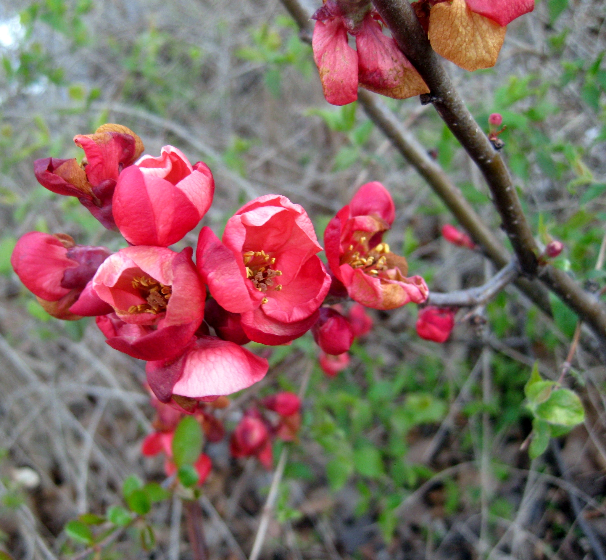 Chaenomeles X superba