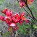Hybrid Quince - Photo (c) Wilhelm Zimmerling PAR, some rights reserved (CC BY-SA)