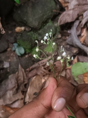 Image of Dictyospermum montanum by (c) Pranav Chandra Bose, some rights reserved (CC BY)