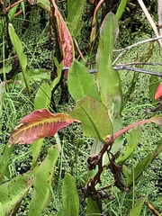Rumex verticillatus