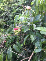 Paullinia pinnata
