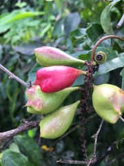 Paullinia pinnata