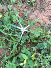 Rhynchospora nervosa