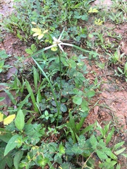 Rhynchospora nervosa