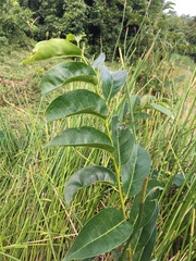 Annona glabra