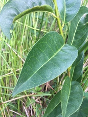 Annona glabra