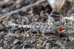 Phrynocephalus versicolor