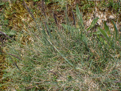 Sand Fescue (Festuca juncifolia)