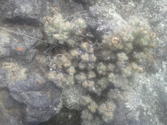 Trichodiadema marlothii