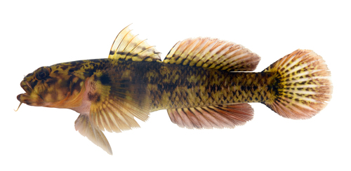 Maindrons grondel (Nematogobius maindroni) — Gobiidae — 2