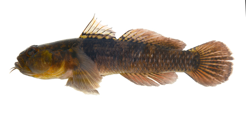 Maindrons grondel (Nematogobius maindroni) — Gobiidae — 3