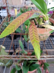Bulbophyllum occultum