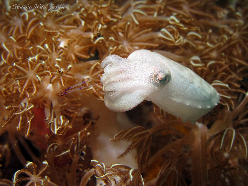 Pale broadclub cuttlefish among soft coral polyps