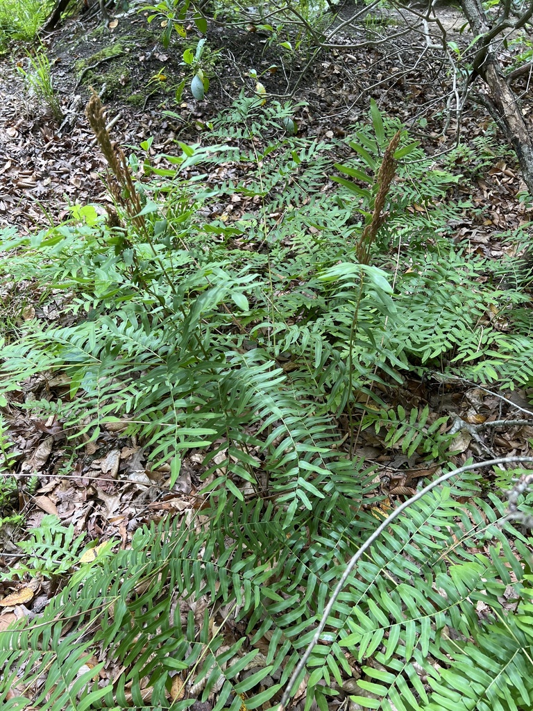 American Royal Fern from Calvert Cliffs State Park, Lusby, MD, US on ...