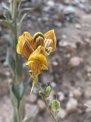 Linaria ventricosa image