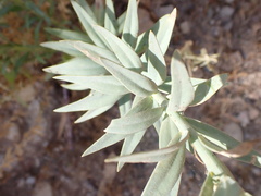 Linaria ventricosa image