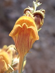 Linaria ventricosa image