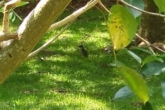 Pitta moluccensis