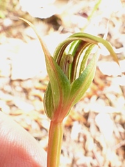 Pterostylis irsoniana