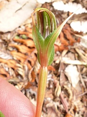 Pterostylis irsoniana