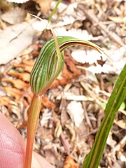 Pterostylis irsoniana