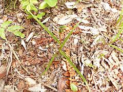 Pterostylis irsoniana