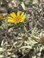 Asteriscus graveolens subsp. odorus image