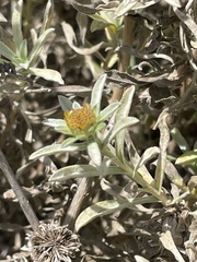 Asteriscus graveolens image