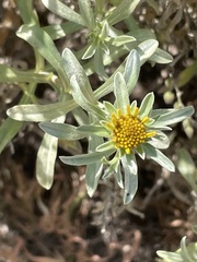 Asteriscus graveolens image