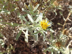 Asteriscus graveolens subsp. odorus image