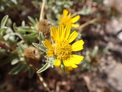 Asteriscus graveolens subsp. odorus image