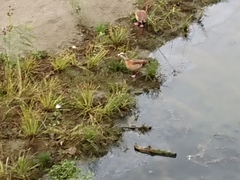 Alopochen aegyptiaca