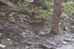Turdus mupinensis