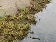 Alopochen aegyptiaca