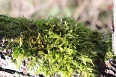 Hypnum resupinatum