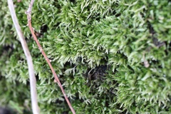 Hypnum resupinatum