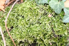 Hypnum resupinatum