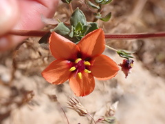 Lysimachia arvensis image