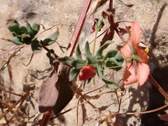 Lysimachia arvensis image