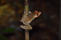 Polypedates colletti