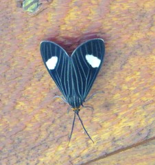 Ctenucha braganza