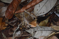 Polypedates colletti