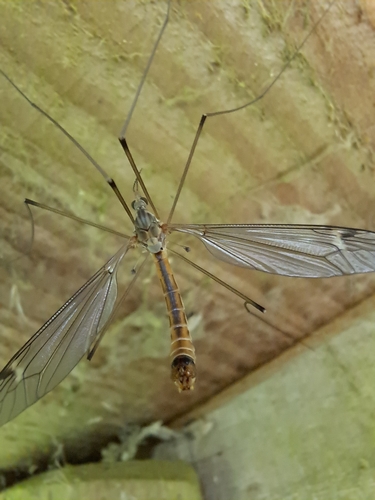 Tipula selene