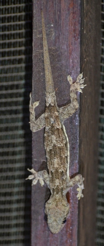 Flathead Leaf-toed Gecko